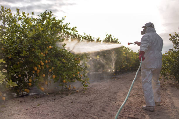 Insect Control in Dunes City, OR