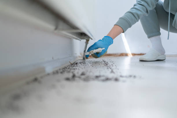 Professional Pest Control in Dunes City, OR